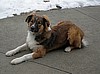 5 months old